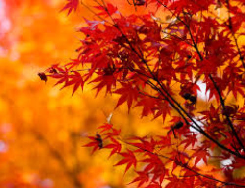 Fall Newsletter 2020